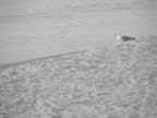 bird 2 (bw).jpg (41kb)
